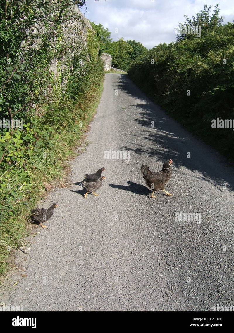 Image: Winsten op de Chicken Road: Bekijk de Demo en Speel Online in Nederland