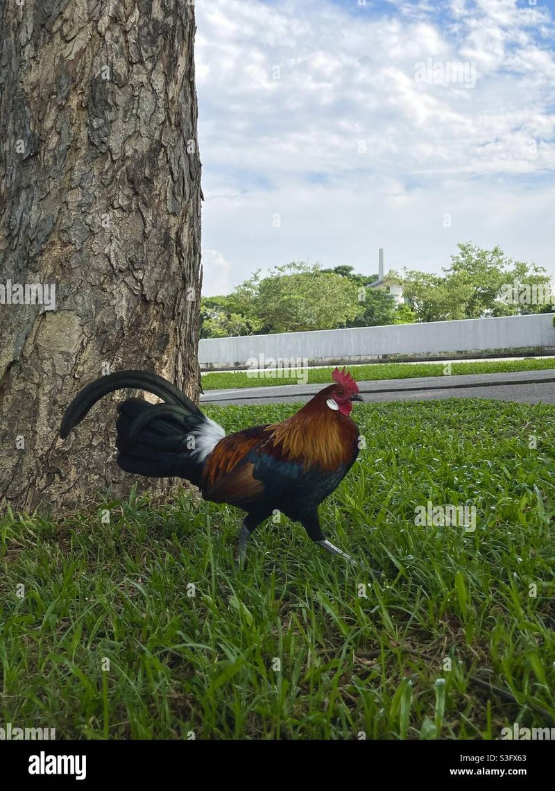 Best juego chicken road in Spain