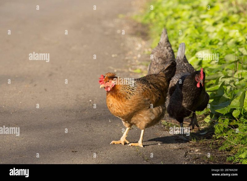 Chicken road oficial - Descubre el secreto detrás del popular juego de azar: Chicken Road en España